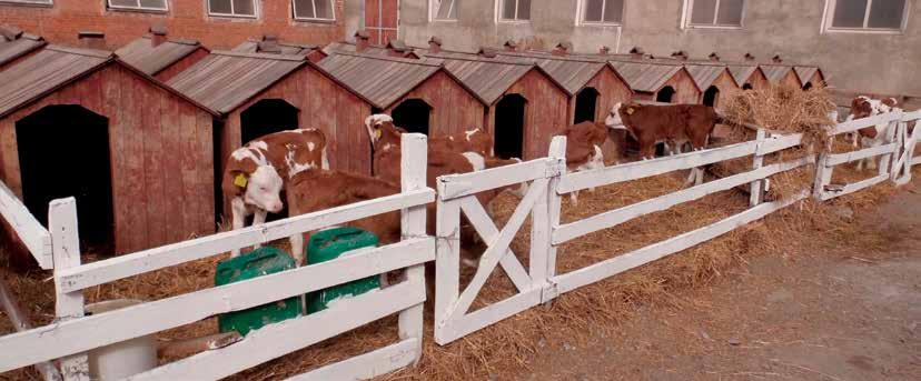 Z těchto důvodů se firmy Chovatelské družstvo Impuls a CATTLE MARKET s.r.o. rozhodly ukázat našim chovatelům, kteří dodávali jalovice do těchto chovů podmínky, v jakých se jejich zvířata nachází.