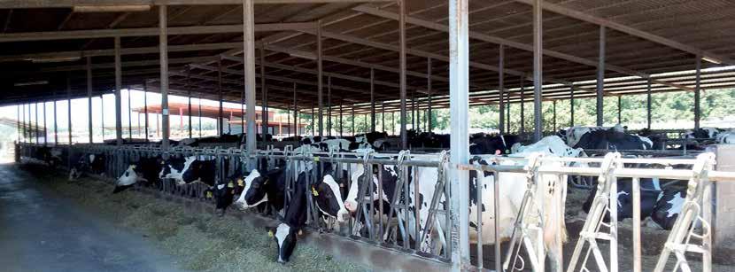 Na návštěvě katalánských farem Nové a prostorné ustájení dojnic na farmě Granja Mas Bes. nu jízdy od Barcelony.