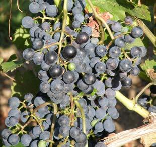 11 1 Co jsou to PIWI odrůdy? 1.1 Proč se začaly šlechtit rezistentní odrůdy révy vinné Evropské vinohradnictví bylo až do 2. poloviny 19.