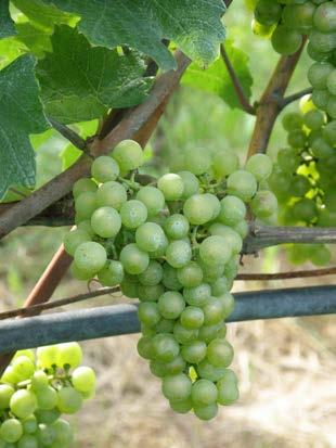 12 Bio odrůdy révy vinné Baco blanc je kříženec odrůd Folle blanche Noah, přičemž Noah je potom kříženec druhů Vitis labrusca Vitis riparia. Odrůda je pozdní a zraje v říjnu.
