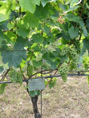 I přes některé své negativní vlastnosti byly tyto odrůdy první, které se začaly po révokazové kalamitě a invazi houbových chorob rozšiřovat v Evropě. Obr. 1.2 Baco blanc hrozen Obr. 1.3 Baco blanc keř 1.