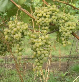 Co jsou to PIWI odrůdy? 15 Odrůdy pro výrobu červených vín byly hodnoceny na přítomnost malvidin-3,5-diglucosidu v bobulích (BALÍK et al., 2013) a ve vínech (PAVLOUŠEK, KUMŠTA, 2014).