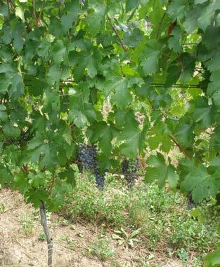 Nalezení genu Ren1 u odrůd Vitis vinifera představuje nové možnosti ve šlechtění. Už v hybridech F1 generace lze získat hybridy rezistentní k padlí révy, a to bez použití amerických druhů.