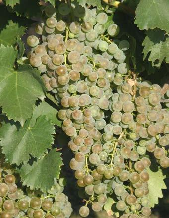 Pěstování révy vinné v podmínkách ekologického vinohradnictví 43 Obsah monoterpenů se výrazně zvyšuje během zrání hroznů, přičemž zralé hrozny obsahují 5 6krát více terpenů než nezralé.