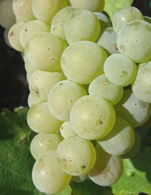 Pěstování révy vinné v podmínkách ekologického vinohradnictví 45 a Merlot. Výrazně přispívají k ovocným tónům a zejména k tónům tropického ovoce.