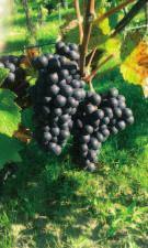 Vážení vinaři a vinohradníci, Věřím, že každý dobrý vinař a vinohradník chápe, že základem kvalitní produkce je kvalitní půda.