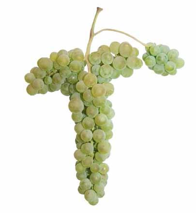 odrůdy 2016 Víno: Víno výborné kvality, žlutozelené až žluté barvy, ovocné chuti, ovocné a květinové vůně, plné,