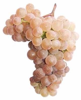 odrůdy 2016 Víno: Víno výborné kvality, žlutozelené barvy, květinové a ořechové chuti i vůně, harmonické,