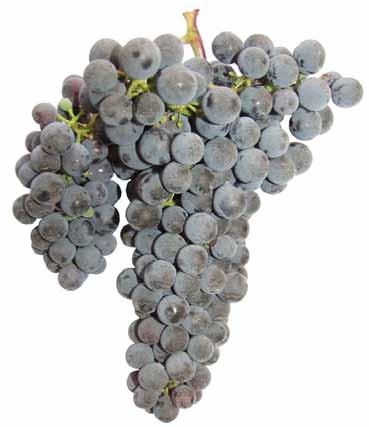 odrůdy 2016 Víno: Víno výborné kvality, tmavočervené barvy, ovocné a bylinné vůně i chuti, plné,