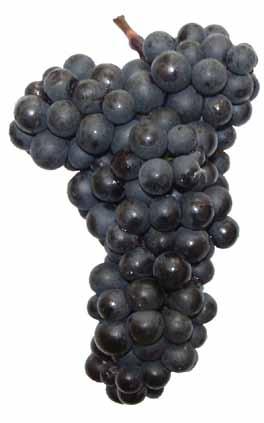 odrůdy 2016 Víno: Víno velmi dobré kvality, rubínové až tmavočervené barvy, ovocné vůně i chuti,