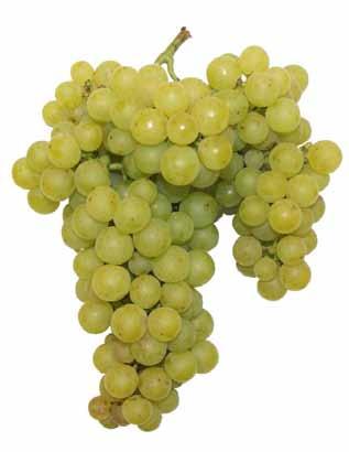 odrůdy 2016 Víno: Víno dobré kvality, žlutozelené barvy, kořenité a ovocné chuti i vůně, lehké, krátké, aromatického až silně aromatického typu.