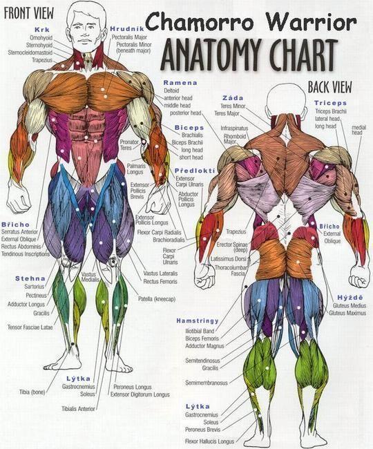 Příloha Svaly těla Zdroj: http://www.memrise.