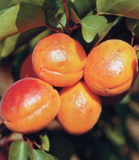 odlučitelná od pecky Dužnina : oranžová, středně tuhá, šťavnatá sladce navinulá, aromatická