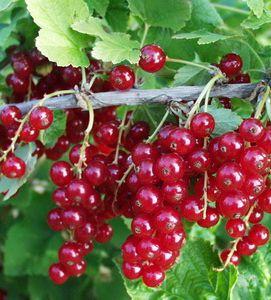 středně tenká, pevná navinulá, středně aromatická navinulá až sladká, aromatická Zrání :