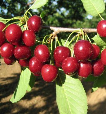 sladká, aromatická hodně sladká, aromatická Zrání : polovina června Zrání : 2/2 červen