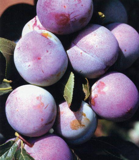 šťavnatá, odlučitelná od pecky sladce navinulá, aromatická sladce navinulá, aromatická