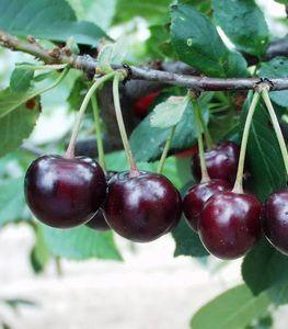 šťavnatá, odlučitelná od pecky sladce navinulá, aromatická sladká, aromatická Zrání :