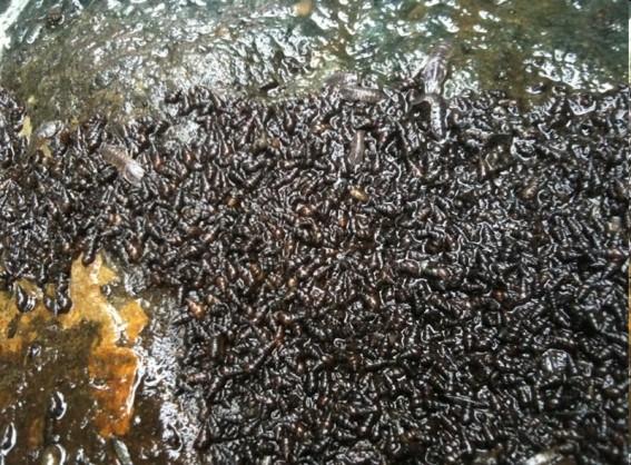 Biodiverzita hlavní faktory ohrožující