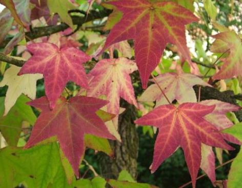 ambroň západní Liquidambar