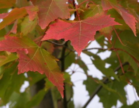 javor červený Acer rubrum.