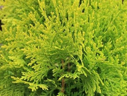 obohacení arboreta zakoupila Hamzova léčebna