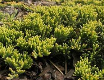 bumalda Crispa Juniperus