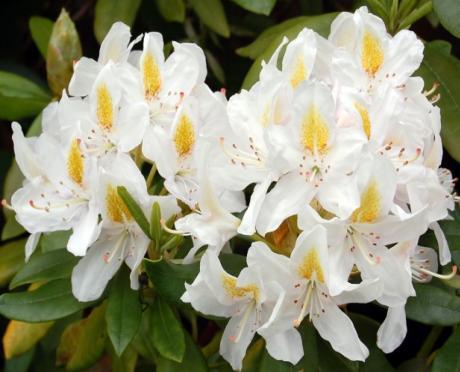 pěnišník Haaga Rhododendron Haaga pěnišník Hachmann s Charmant Rhododendron Hachmann s Charmant pěnišník Haithabu Rhododendron Haithabu pěnišník Humboldt Rhododendron Humboldt pěnišník Kalinka