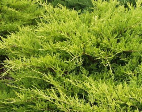 Sciadopitys verticillata jalovec