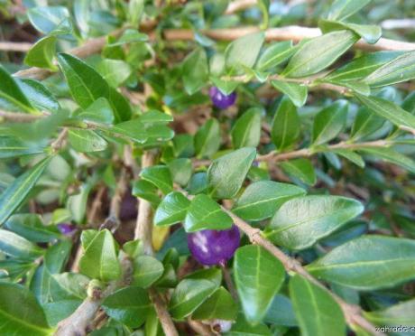 Lonicera pileata Purple