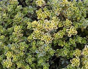 citronová 'Lemon King'