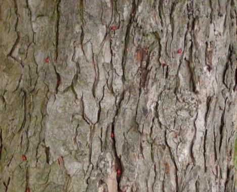 .. jírovec pleťový Aesculus