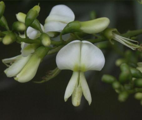 Catalpa bignoides Nana