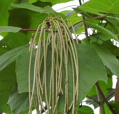 Umbraculifera jerlín