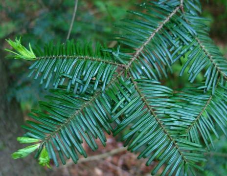 jsme vysadili 8. jedle ojíněná Abies concolor 9.