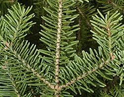 jedle balzámová Abies balsamea.