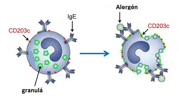 Alergény navodzujú aktiváciu bazofilov prepojením ich povrchových IgE, čo vedie k