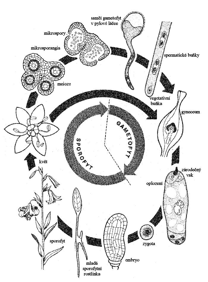 Střídání sporofytu a gametofytu u kvetoucích rostlin sporofyt převažuje, představuje celou rostlinu gametofyt je drobný a zcela odkázán na