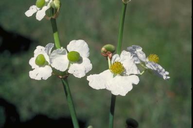 Sagittaria lancifolia Helianthus