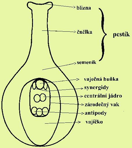 Gyneceum (gynaeceum) Gyneceum je soubor plodolistů v květu větší počet jednoplodolistových pestíků (apokarpní gyneceum)