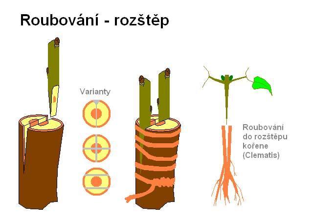 identičtí jedinci, rostliny dorůstají rychle, není období