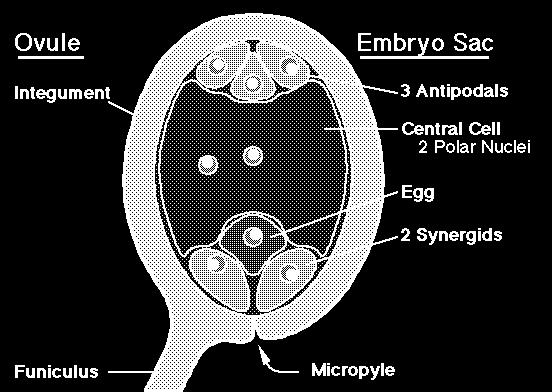 Plant Physiology Information