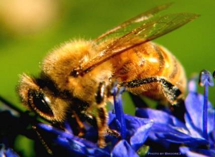 Přenos pylu na bliznu Opylení 1) samosprašnost - autogamie méně častá 2) cizosprašnost alogamie entomogamie asi 80% rostlin, krytosemenné rostliny, opylovači - blanokřídlí (včely), dvoukřídlí,