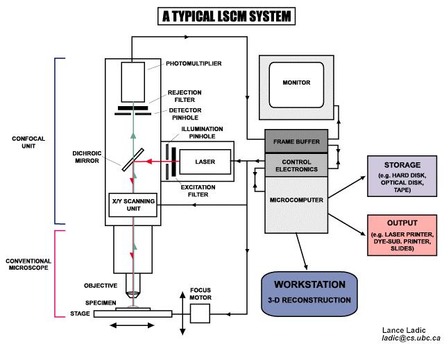 Konkrétní provedení LSCM zrcadlový rozmítací systém může být nahrazen rychlejším systémem umožňujícím pozorování v reálném čase (viz tandemová konfokální mikroskopie) do optické soustavy se zařazují