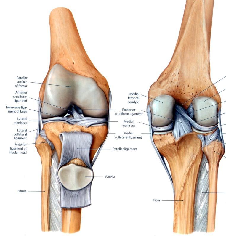 2. OBECNÁ ČÁST 2. 1 Anatomie kolenního kloubu Obr. č. 1 Anatomie kolenního kloubu (Dostupné z : http://corewalking.com/wpcontent/uploads/2011/11/knee-patella.