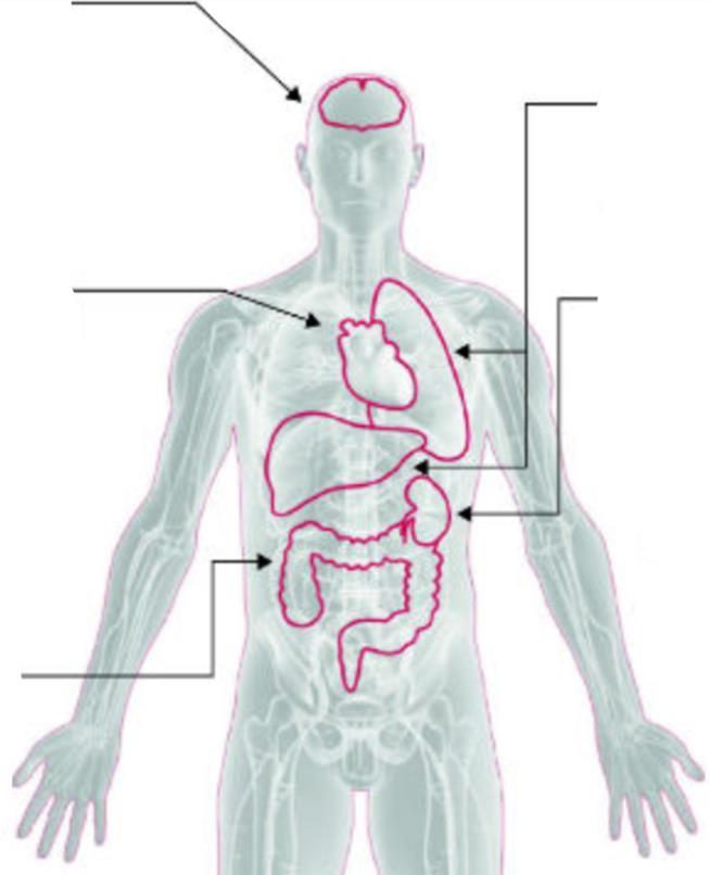 50% pacientů: neurologické symptomy - poruchy vědomí - zmatenost - encefalopatie - křeče 40% pacientů: srdeční a cévní