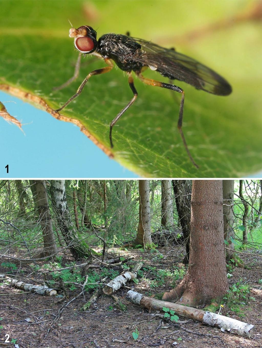 Figs 1 2: Strongylophthalmyia pictipes Frey and its habitat in the Czech Republic.
