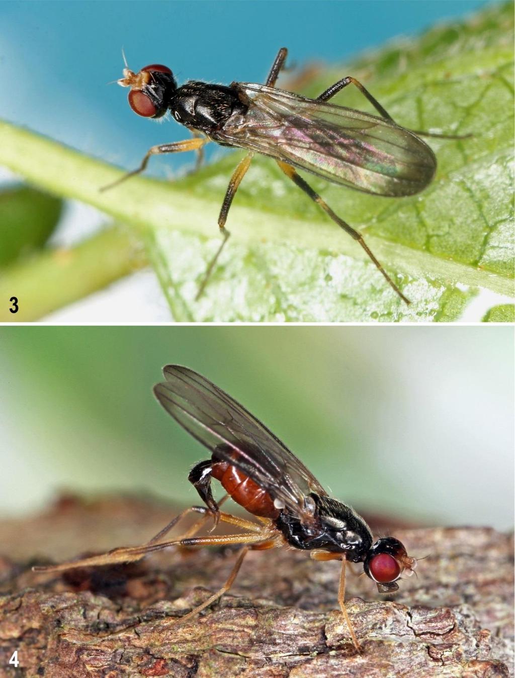 Figs 3 4: Strongylophthalmyia species. 3 male S. pictipes Frey, same specimen as in Fig. 1 (in dorsal view); 4 female S. ustulata (Zetterstedt) (in lateral view) from Jedlový důl res.