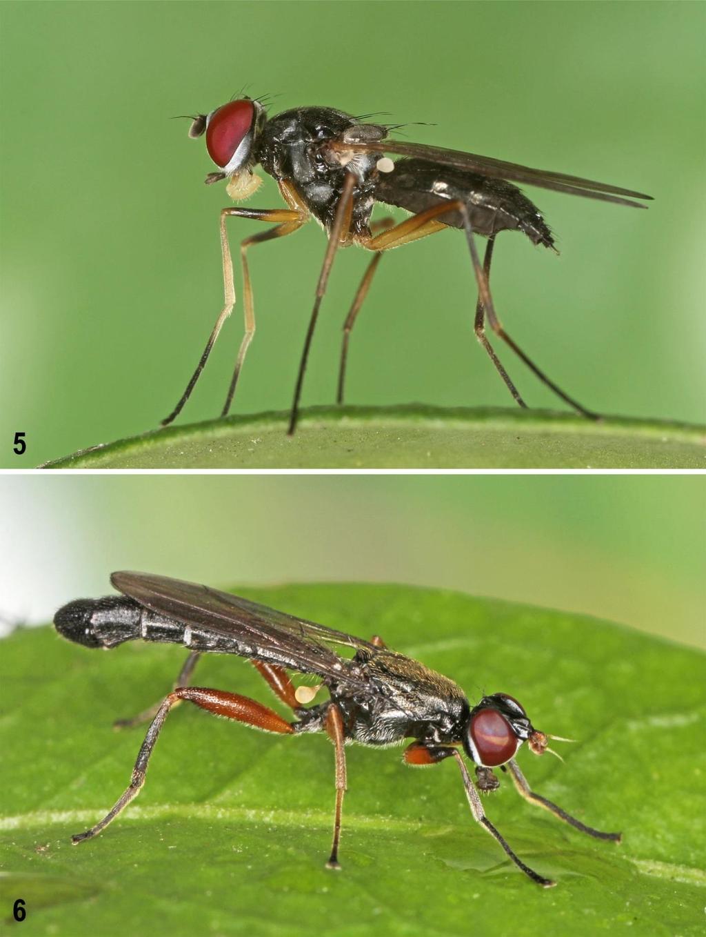Figs 5 6: Species of Tanypezidae and Megamerinidae.
