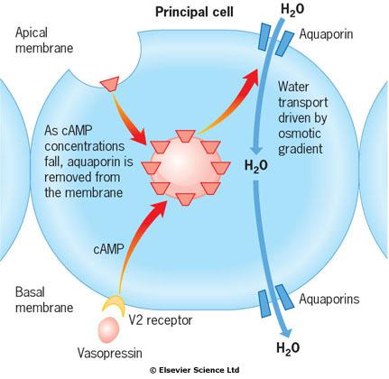 ADH osmoreceptory supraoptické neurony paraventrikulární neurony barorecepce Zvyšuje permeabilitu pro vodu v distálním tubulu a sběracím kanálku Způsobuje vazokonstrikci