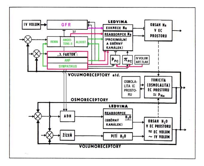 Regulace volumu a tonicity Kombinace poruch volumu a tonicity v